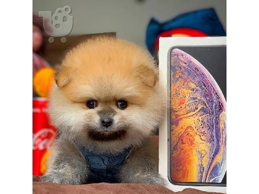 PoulaTo: Pomeranian